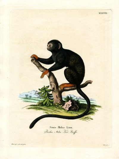Red-handed Tamarin (kolorowy grawerunek) autorstwa German School