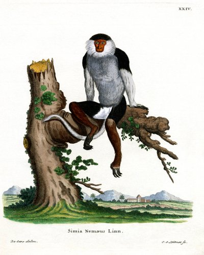 Douc Langur z rączką czerwoną (kolorowy grawerunek) autorstwa German School