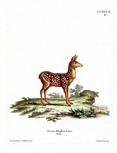 Red Deer Fawn (kolorowy grawerunek) autorstwa German School