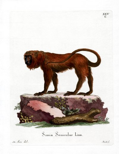 Red Howler (kolorowy grawerunek) autorstwa German School