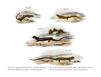 Salamandra czerwonogrzbieta (kolor lito) autorstwa German School