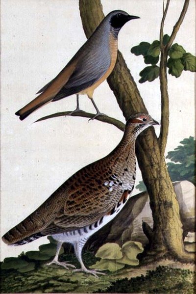 Kopciuszek (Phoenicurus phoenicurus) i Hazel Hen, ok. 1740 (akwarela na papierze) autorstwa German School