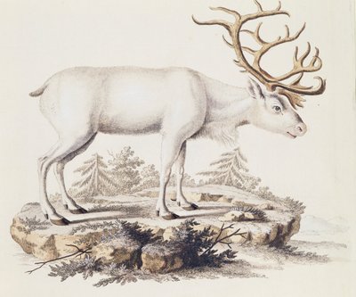 Renifer (Cervus tarandus), z Mammals ilustrowany z natury wraz z opisami, Johann Christian Daniel von Schreber (1739-1810), rycina I Nufsbiegel, tom 5, tablica 248-C, Niemcy autorstwa German School