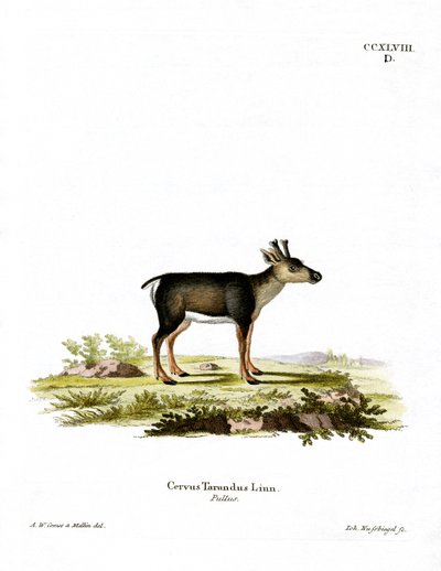 Renifer Fawn (kolorowy grawerunek) autorstwa German School