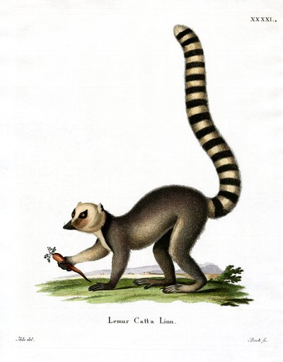 Lemur katta (kolorowy grawerunek) autorstwa German School