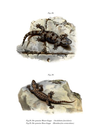 Ringed Wall Gecko (kolor lito) autorstwa German School