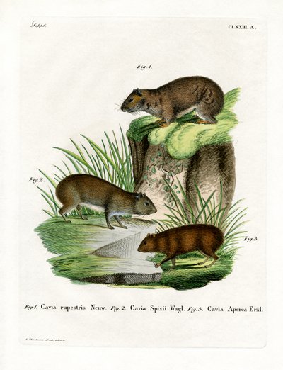 Rock Cavy (kolorowy grawerunek) autorstwa German School