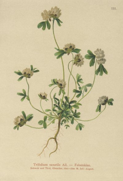 Koniczyna skalna (Trifolium saxatile) autorstwa German School