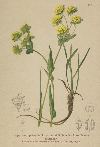 Ucho zająca skalnego (Bupleurum petraeum, Bupleurum graminifolium) autorstwa German School