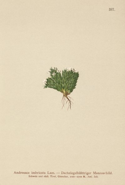 Jaśmin skalny (Androsace imbricata, Aretia imbricata) autorstwa German School