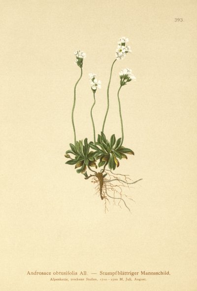 Jaśmin skalny (Androsace obtusifolia) autorstwa German School