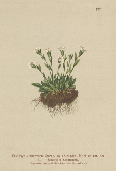 Saxifrage skalna (Saxifraga controversa, Saxifraga adscendens) autorstwa German School
