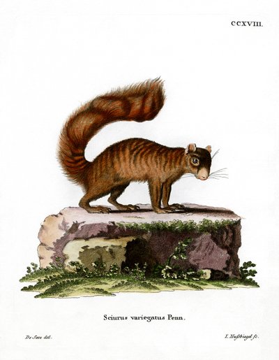 Rock Squirrel (kolorowy grawerunek) autorstwa German School