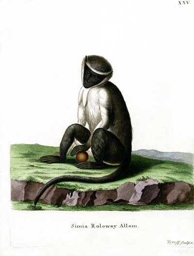 Roloway Guenon (kolorowy grawerunek) autorstwa German School