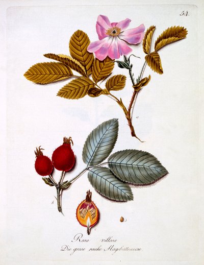 Rosa villosa, ilustracja z księgi dzikich kwiatów niemieckich autorstwa Johanna Daniela von Reittera, wydana ok. 1803-5 autorstwa German School