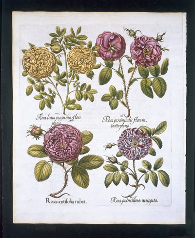 Róże, tablica 95 z Hortus Eystettensis by Basil Besler (1561-1629) wyd. 1613 (ręcznie kolorowane grawerowanie) autorstwa German School