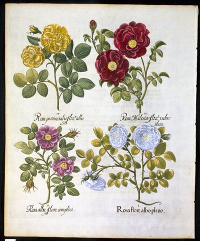 Róże, płyta 96 z Hortus Eystettemsis autorstwa Basila Beslera (1561-1629) pub w 1613 r. (rycina ręcznie kolorowana) autorstwa German School