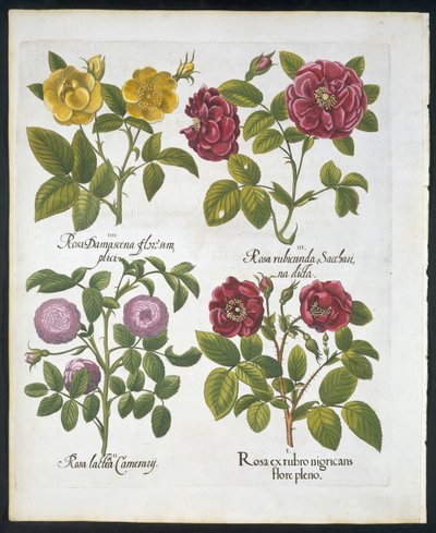 Róże, płyta 96 z Hortus Eystettensis autorstwa Basila Beslera (1561-1629) pub 1613 (ręcznie barwiony grawerunek) autorstwa German School