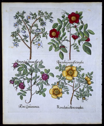 Róże, tablica 98 z Hortus Eystettensis autorstwa Basila Beslera (1561-1629) wyd. 1613 (ręcznie kolorowane grawerowanie) autorstwa German School