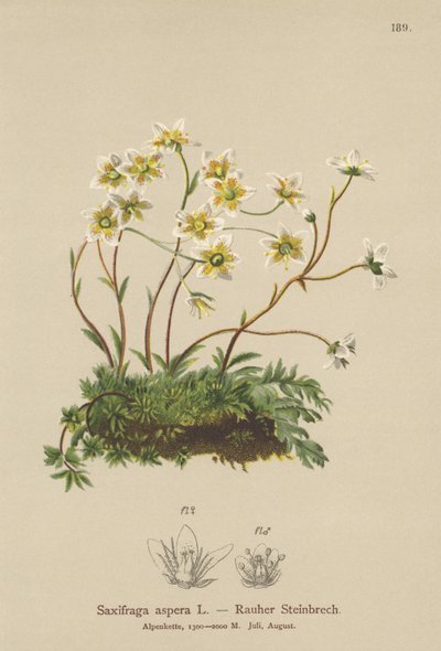 Skalnica szorstka (Saxifraga aspera) autorstwa German School