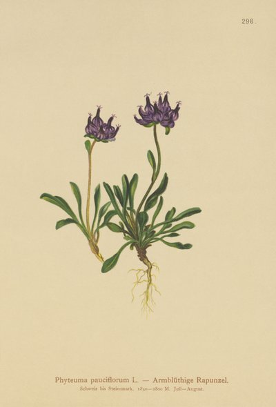 Rampion okrągłogłowy (Phyteuma pauciflorum, Rapunculus pauciflorus, Phyteuma globulariifolium) autorstwa German School