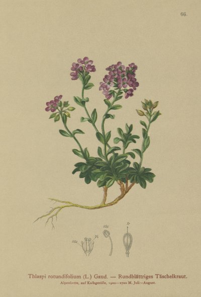Wąkrotka okrągłolistna (Thlaspi rotundifolium, Nocaea rotundifolia, Thlaspi cepaeifolium subsp. rotundifolium) autorstwa German School