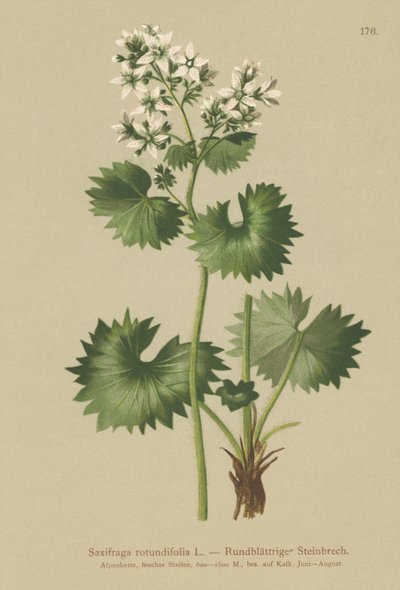 Saxifrage okrągłolistna (Saxifraga rotundifolia) autorstwa German School