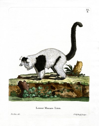 Lemur ryflowany (kolorowy grawerunek) autorstwa German School