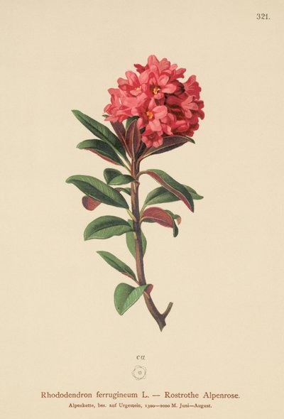 Alpenrose rdzawolistna (Rhododendron ferrugineum) autorstwa German School