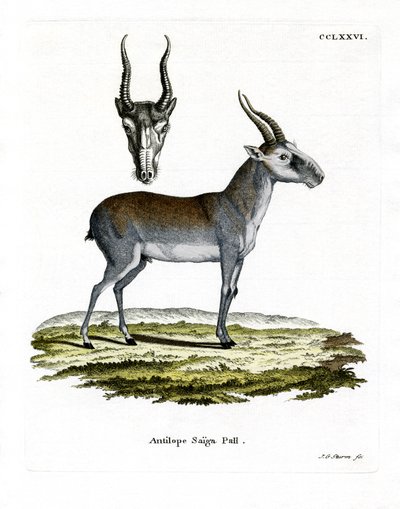 Saiga (kolorowy grawer) autorstwa German School