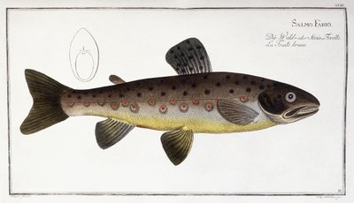 Salmo Fario autorstwa German School