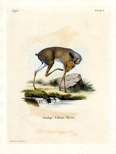 Dikdik soli (kolorowy grawer) autorstwa German School