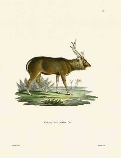 Sambar (kolorowy grawer) autorstwa German School