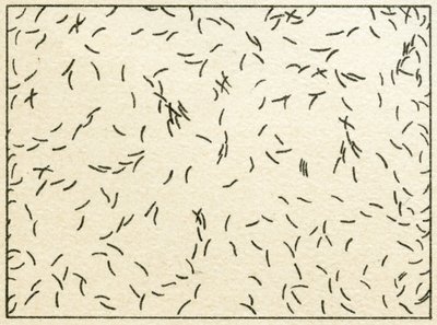 Próbka bakterii w wodzie z kranu ok. 1890 r. (chromolitografia kolorowa) autorstwa German School
