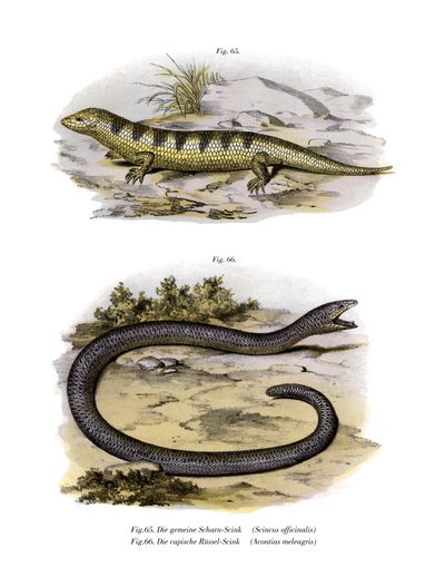 Sandfish Skink (kolor lito) autorstwa German School