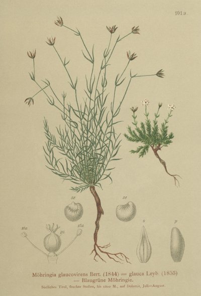 Sandwort (Moehringia glaucovirens, Möhringia glaucovirens, Möhringia glauca, Moehringia glauca, Arenaria glaucovirens) autorstwa German School