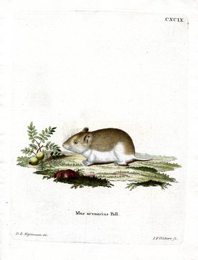 Sandy Mole Rat (kolorowy grawerunek) autorstwa German School