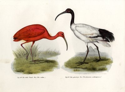 Szkarłatny Ibis, 1864 autorstwa German School