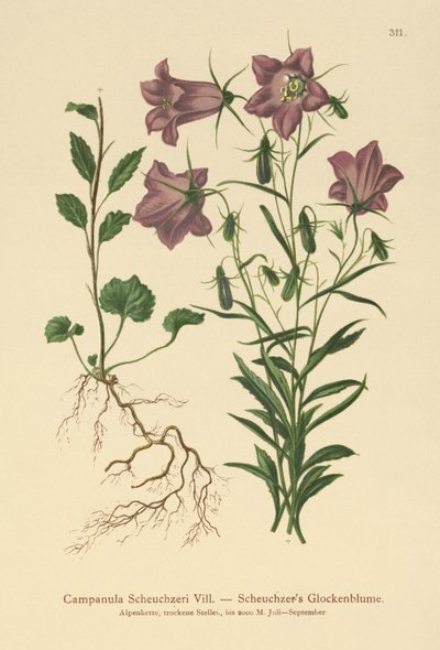 Scheuchzers Bellflower (Campanula Scheuzeri) autorstwa German School