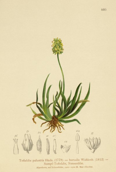 Asfodel szkocki (Tofieldia calyculata, Tofieldia palustris, Tofieldia borealis, Tofieldia pusilla) autorstwa German School
