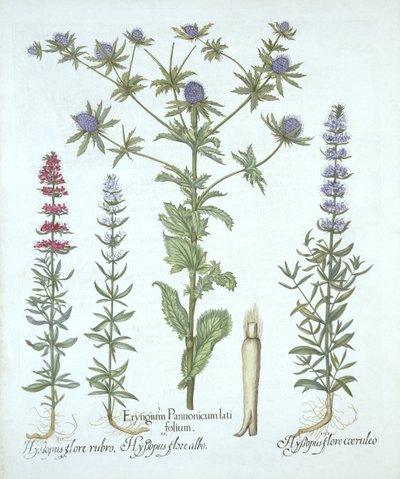 Ostrokrzew i trzy rodzaje hizopu, z Hortus Eystettensis, Basil Besler (1561-1629), wyd. 1613 (grawerowanie ręcznie kolorowane) autorstwa German School