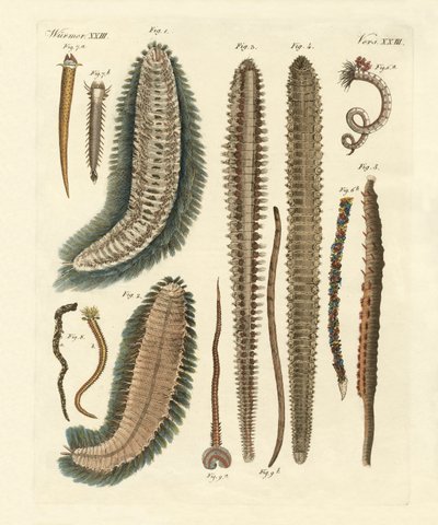 Seaworms (kolorowy grawerunek) autorstwa German School