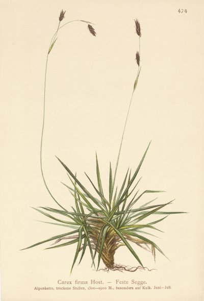 Turzyca (Carex firma) autorstwa German School