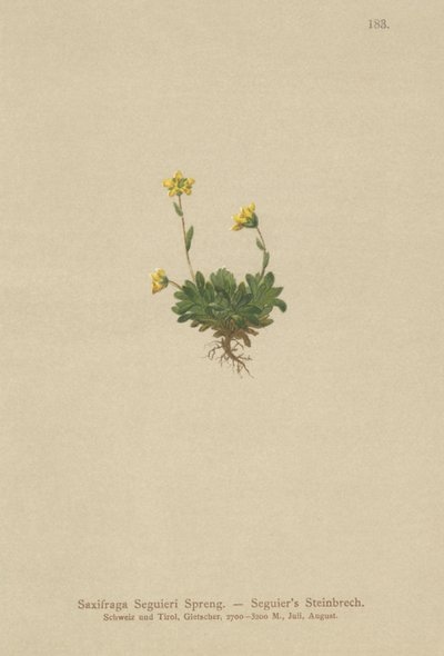 Saxifraga Seguieris (Saxifraga Seguieri) autorstwa German School