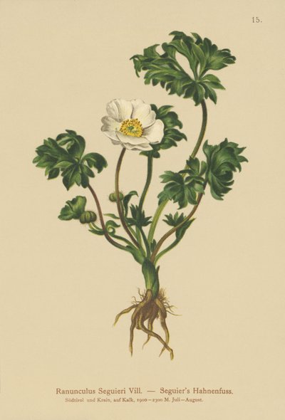 Bażyna Seguierów (Ranunculus Seguieri) autorstwa German School