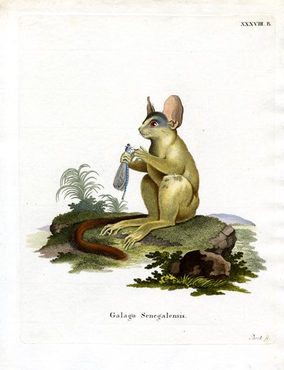 Senegal Bushbaby (kolorowy grawerunek) autorstwa German School