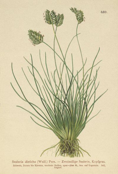 Sesleria (Sesleria disticha, Oreochloa disticha) autorstwa German School