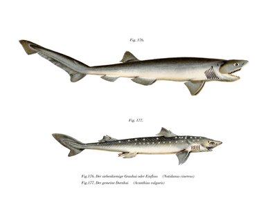 Sharpnose Sevengill Shark (kolor lito) autorstwa German School