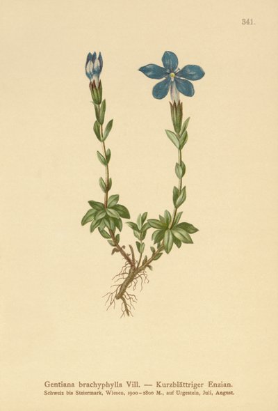 Goryczka krótkolistna (Gentiana brachyphylla) autorstwa German School