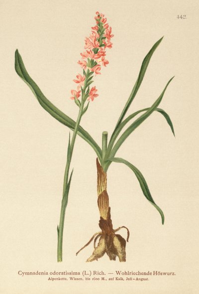 Orchidea Pachnąca Krótka (Gymnadenia odoratissima) autorstwa German School